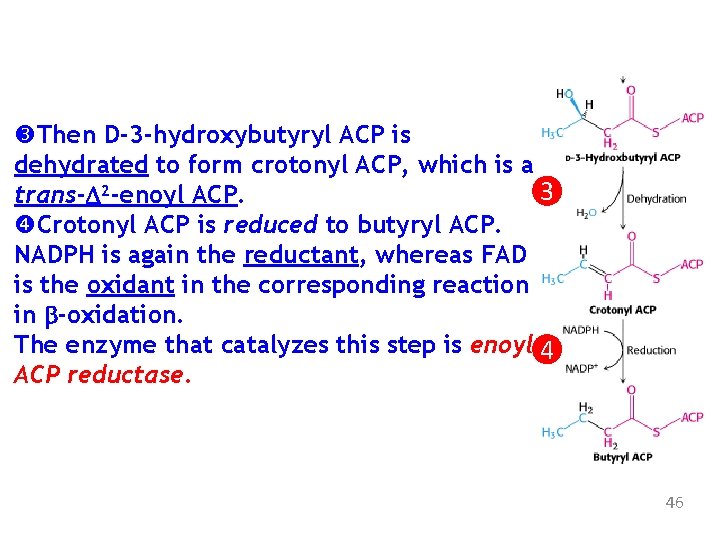  Then D-3 -hydroxybutyryl ACP is dehydrated to form crotonyl ACP, which is a