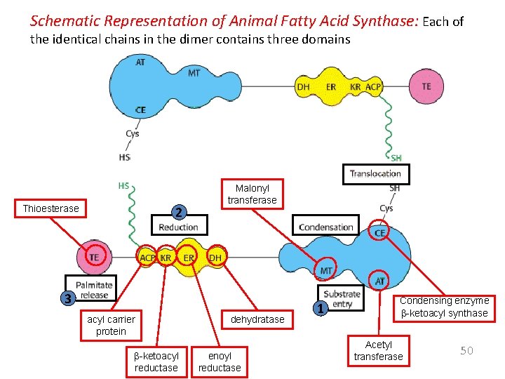 Schematic Representation of Animal Fatty Acid Synthase: Each of the identical chains in the