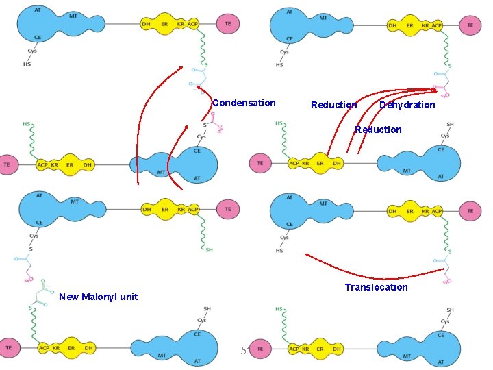 Condensation Reduction Dehydration Reduction Translocation New Malonyl unit 51 