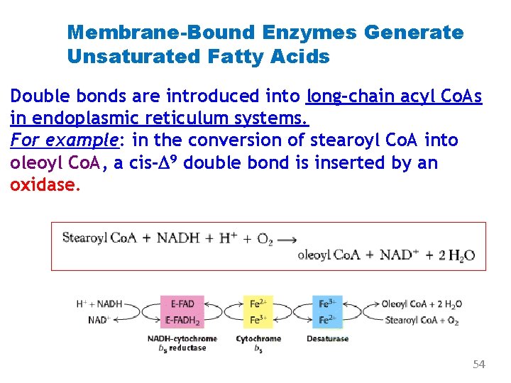 Membrane-Bound Enzymes Generate Unsaturated Fatty Acids Double bonds are introduced into long-chain acyl Co.