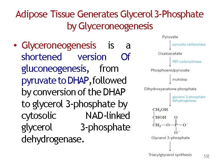 Adipose Tissue Generates Glycerol 3 -Phosphate by Glyceroneogenesis • Glyceroneogenesis is a shortened version