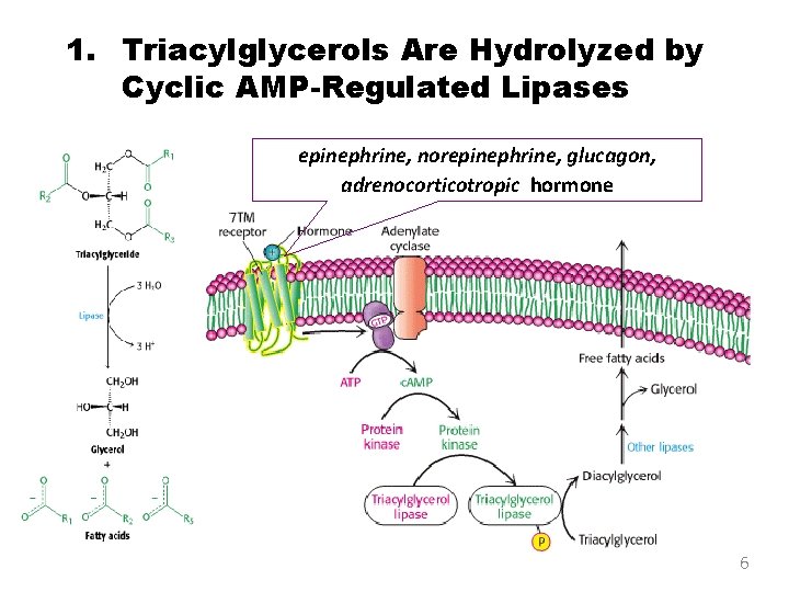 1. Triacylglycerols Are Hydrolyzed by Cyclic AMP-Regulated Lipases epinephrine, norepinephrine, glucagon, adrenocorticotropic hormone 6