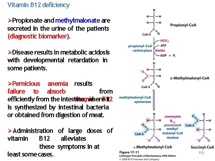 Vitamin B 12 deficiency Propionate and methylmalonate are secreted in the urine of the