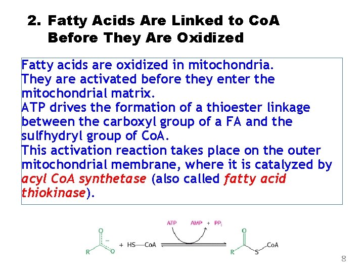 2. Fatty Acids Are Linked to Co. A Before They Are Oxidized Fatty acids