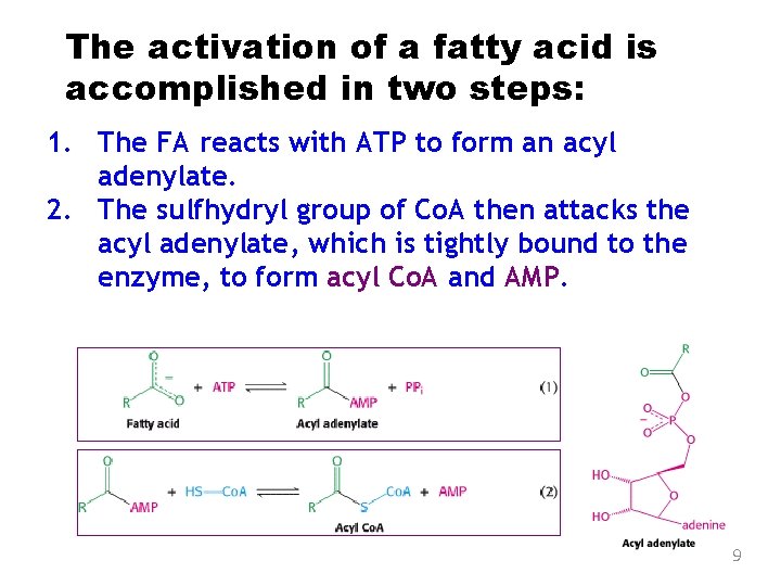 The activation of a fatty acid is accomplished in two steps: 1. The FA