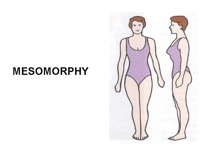 MESOMORPHY 