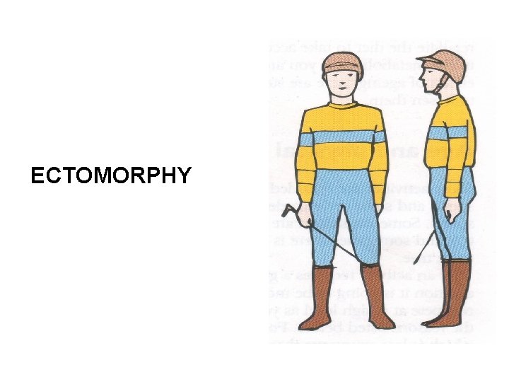ECTOMORPHY 
