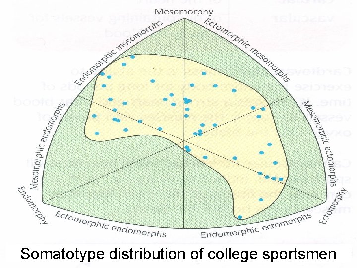 Somatotype distribution of college sportsmen 
