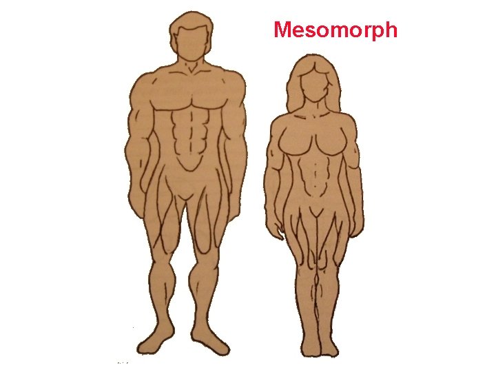 Mesomorph 