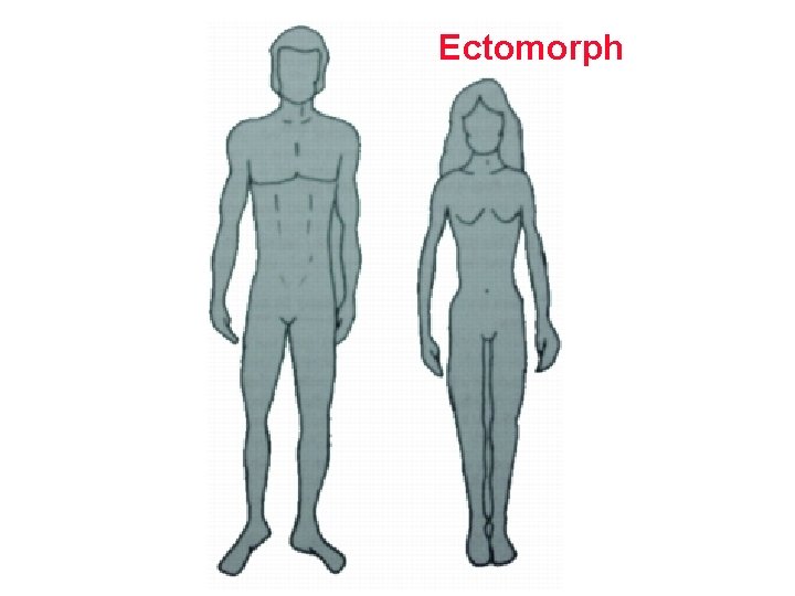 Ectomorph 