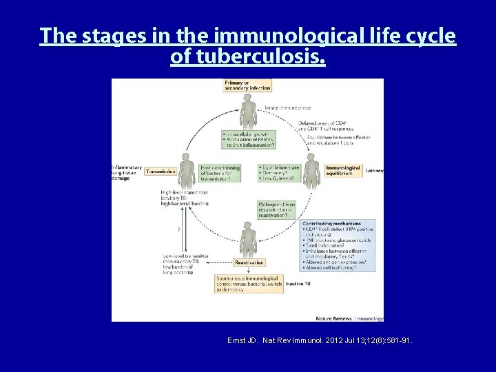 The stages in the immunological life cycle of tuberculosis. Ernst JD. Nat Rev Immunol.