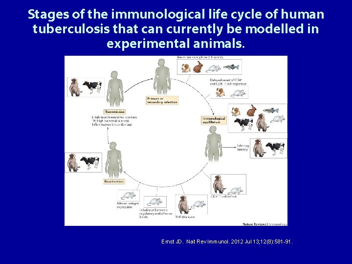 Stages of the immunological life cycle of human tuberculosis that can currently be modelled