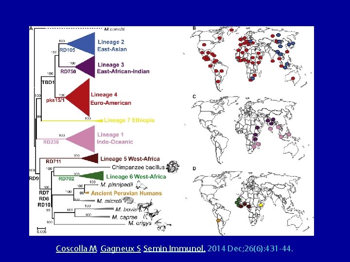 Coscolla M, Gagneux S. Semin Immunol. 2014 Dec; 26(6): 431 -44. 