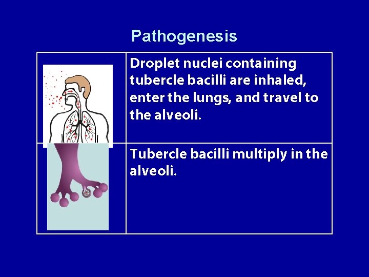 Pathogenesis Droplet nuclei containing tubercle bacilli are inhaled, enter the lungs, and travel to