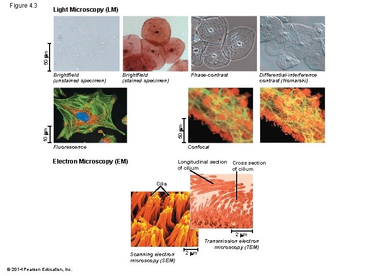 Figure 4. 3 50 m Light Microscopy (LM) Brightfield (stained specimen) Phase-contrast Differential-interference contrast