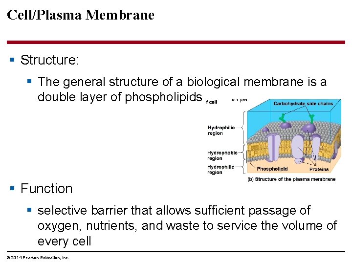 Cell/Plasma Membrane § Structure: § The general structure of a biological membrane is a