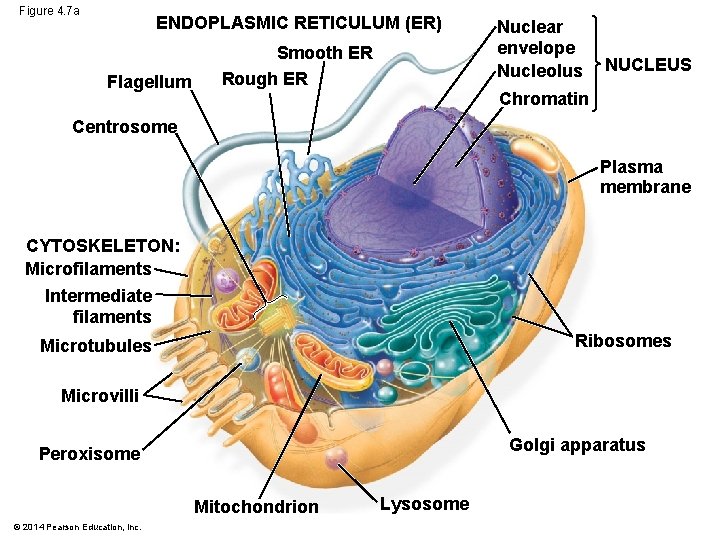 Figure 4. 7 a ENDOPLASMIC RETICULUM (ER) Flagellum Smooth ER Rough ER Nuclear envelope