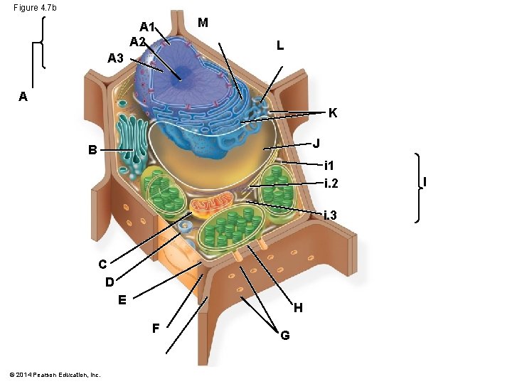 Figure 4. 7 b A 1 A 2 A 3 M L A K