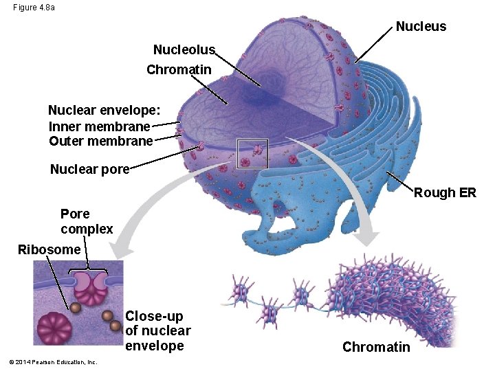 Figure 4. 8 a Nucleus Nucleolus Chromatin Nuclear envelope: Inner membrane Outer membrane Nuclear