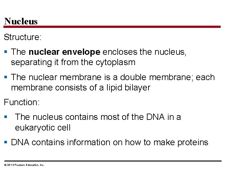 Nucleus Structure: § The nuclear envelope encloses the nucleus, separating it from the cytoplasm