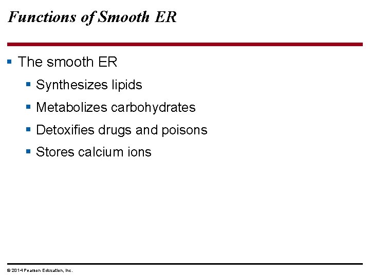 Functions of Smooth ER § The smooth ER § Synthesizes lipids § Metabolizes carbohydrates