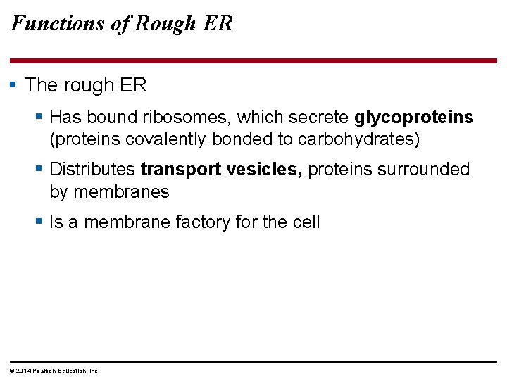 Functions of Rough ER § The rough ER § Has bound ribosomes, which secrete