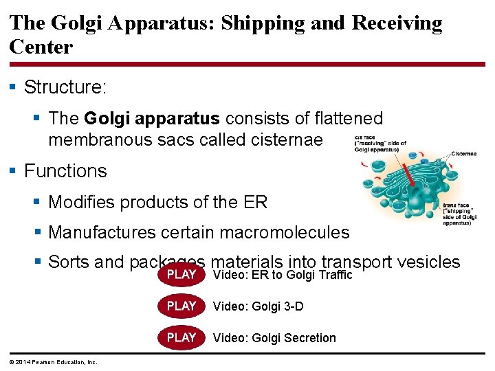 The Golgi Apparatus: Shipping and Receiving Center § Structure: § The Golgi apparatus consists