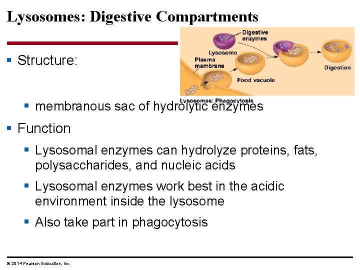 Lysosomes: Digestive Compartments § Structure: § membranous sac of hydrolytic enzymes § Function §