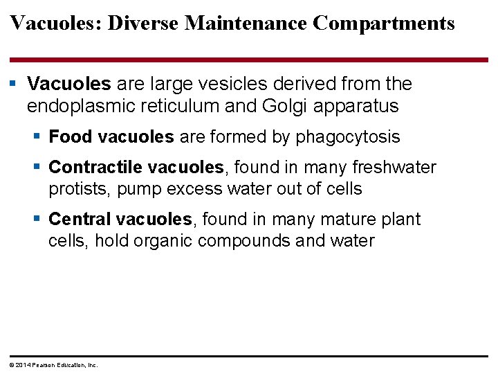 Vacuoles: Diverse Maintenance Compartments § Vacuoles are large vesicles derived from the endoplasmic reticulum