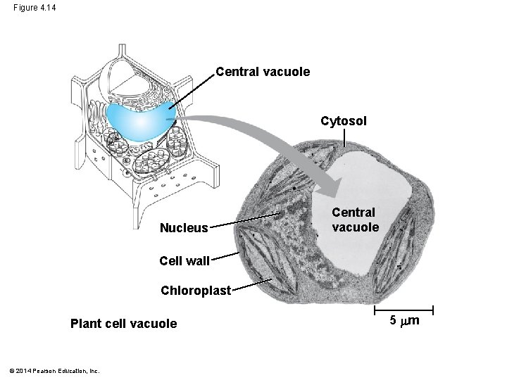 Figure 4. 14 Central vacuole Cytosol Nucleus Central vacuole Cell wall Chloroplast Plant cell