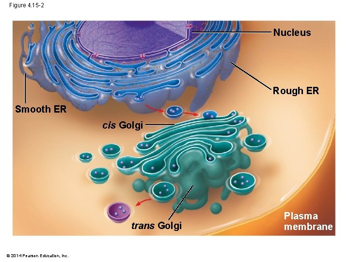 Figure 4. 15 -2 Nucleus Rough ER Smooth ER cis Golgi trans Golgi ©