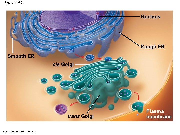 Figure 4. 15 -3 Nucleus Rough ER Smooth ER cis Golgi trans Golgi ©