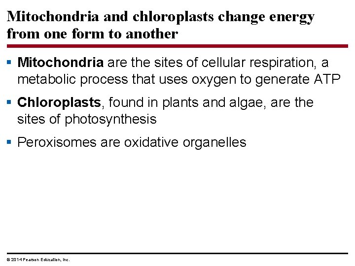 Mitochondria and chloroplasts change energy from one form to another § Mitochondria are the