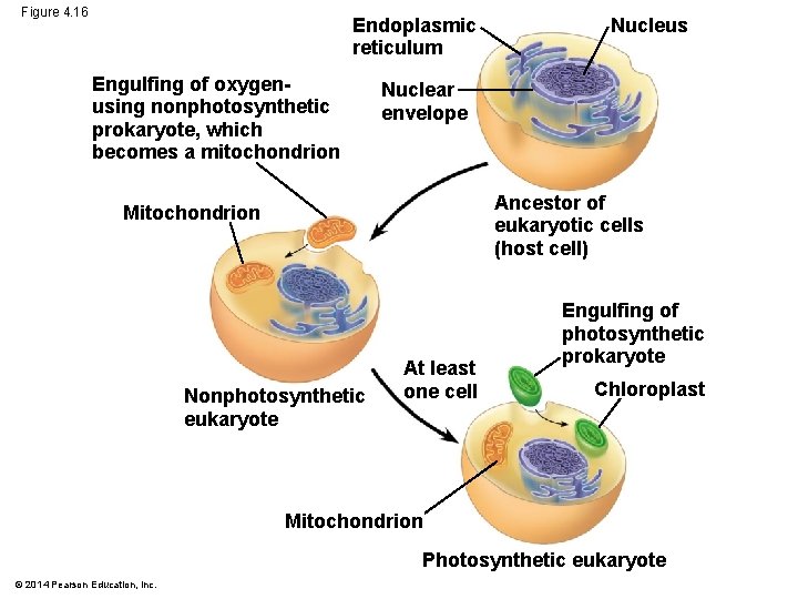 Figure 4. 16 Endoplasmic reticulum Engulfing of oxygenusing nonphotosynthetic prokaryote, which becomes a mitochondrion
