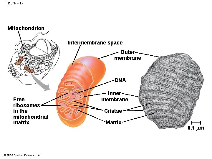 Figure 4. 17 Mitochondrion Intermembrane space Outer membrane DNA Free ribosomes in the mitochondrial
