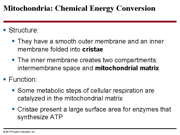 Mitochondria: Chemical Energy Conversion § Structure: § They have a smooth outer membrane and