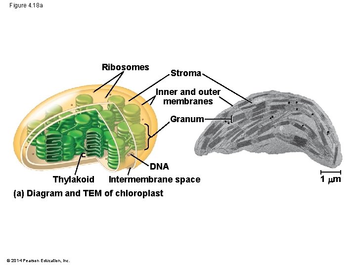 Figure 4. 18 a Ribosomes Stroma Inner and outer membranes Granum Thylakoid DNA Intermembrane