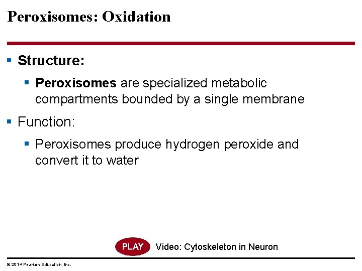 Peroxisomes: Oxidation § Structure: § Peroxisomes are specialized metabolic compartments bounded by a single
