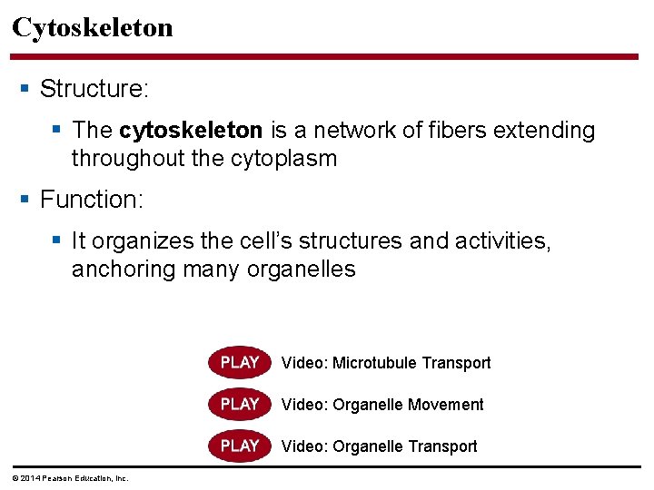Cytoskeleton § Structure: § The cytoskeleton is a network of fibers extending throughout the