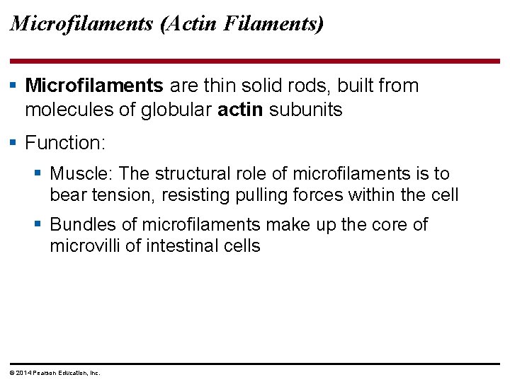 Microfilaments (Actin Filaments) § Microfilaments are thin solid rods, built from molecules of globular