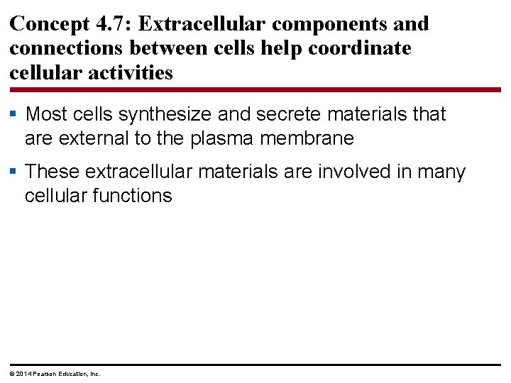 Concept 4. 7: Extracellular components and connections between cells help coordinate cellular activities §