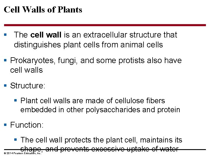 Cell Walls of Plants § The cell wall is an extracellular structure that distinguishes