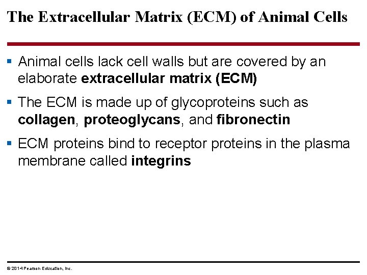 The Extracellular Matrix (ECM) of Animal Cells § Animal cells lack cell walls but
