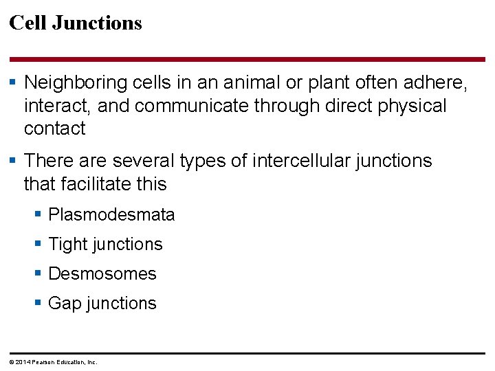 Cell Junctions § Neighboring cells in an animal or plant often adhere, interact, and