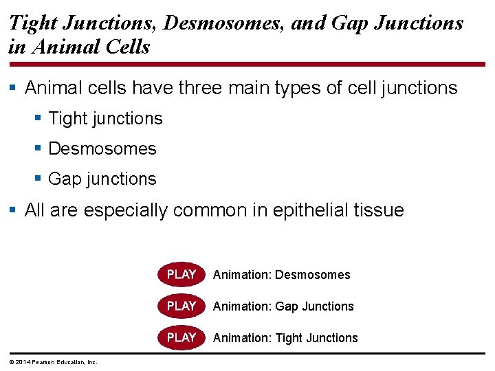 Tight Junctions, Desmosomes, and Gap Junctions in Animal Cells § Animal cells have three
