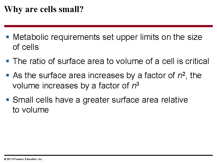 Why are cells small? § Metabolic requirements set upper limits on the size of