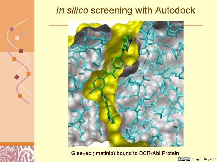 In silico screening with Autodock Gleevec (Imatinib) bound to BCR-Abl Protein Doug Brutlag 2011