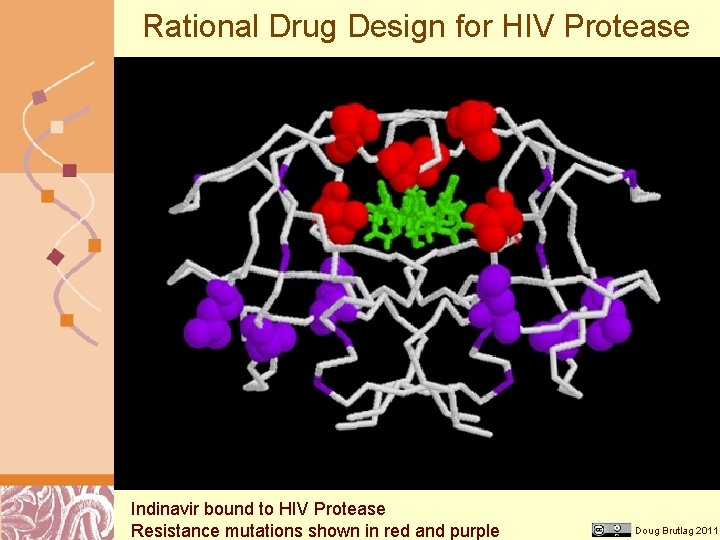 Rational Drug Design for HIV Protease Indinavir bound to HIV Protease Resistance mutations shown