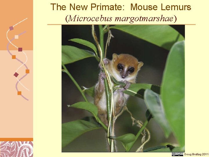 The New Primate: Mouse Lemurs (Microcebus margotmarshae) Doug Brutlag 2011 