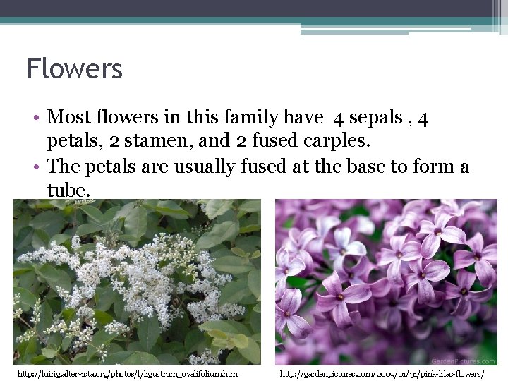 Flowers • Most flowers in this family have 4 sepals , 4 petals, 2